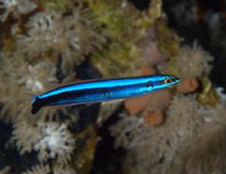 Bluestriped sabretooth blenny taken at Quays with E300 an... by Nikki Van Veelen 